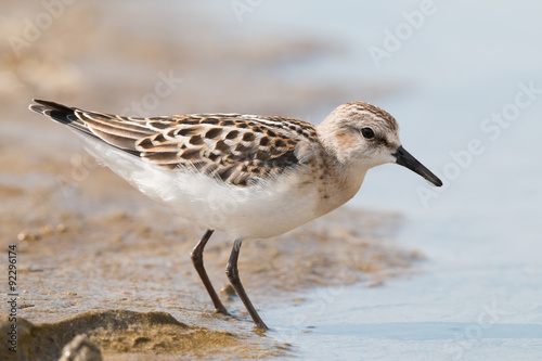 Foto The little stint