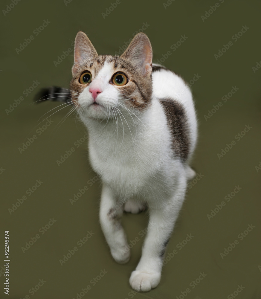 White and gray striped cat standing on green