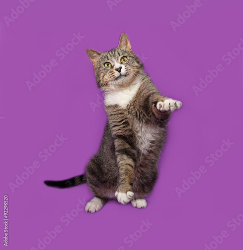 Gray and white tabby cat standing on lilac