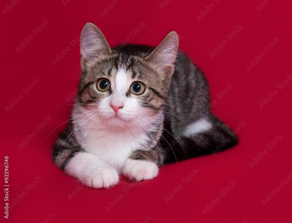 Striped and white kitten lies on red