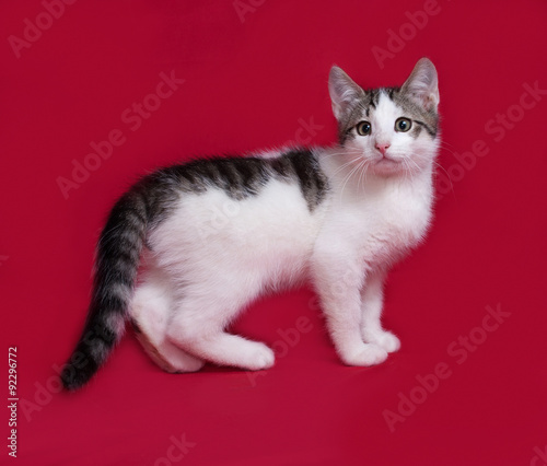 Striped and white kitten standing on red