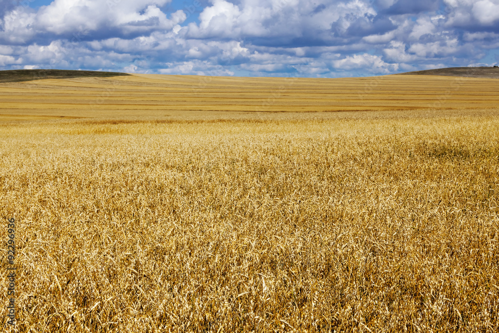 Fototapeta premium Oat Field