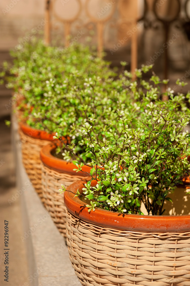 Herbs growing in wicker baskets