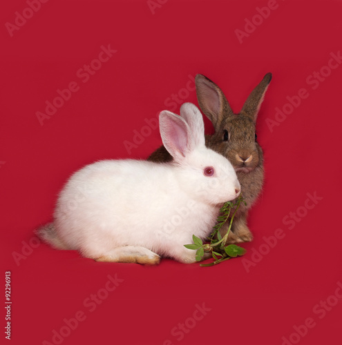 Two rabbits, brown and white, sitting on red © Hanna Darzy