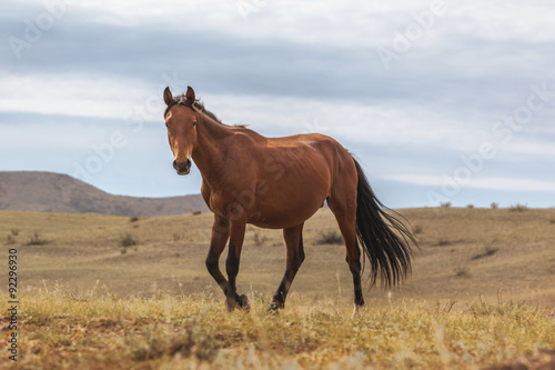 Horses in field