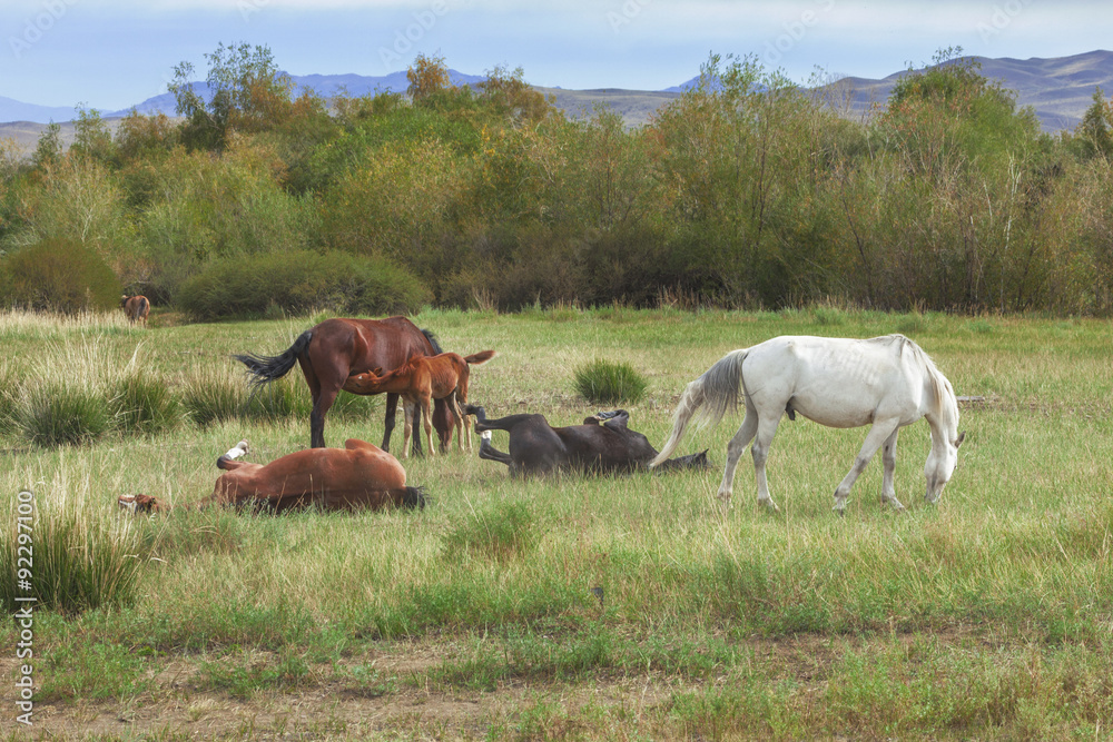 Group wills grazing and playing Horses Group wills grazing and playing Horses