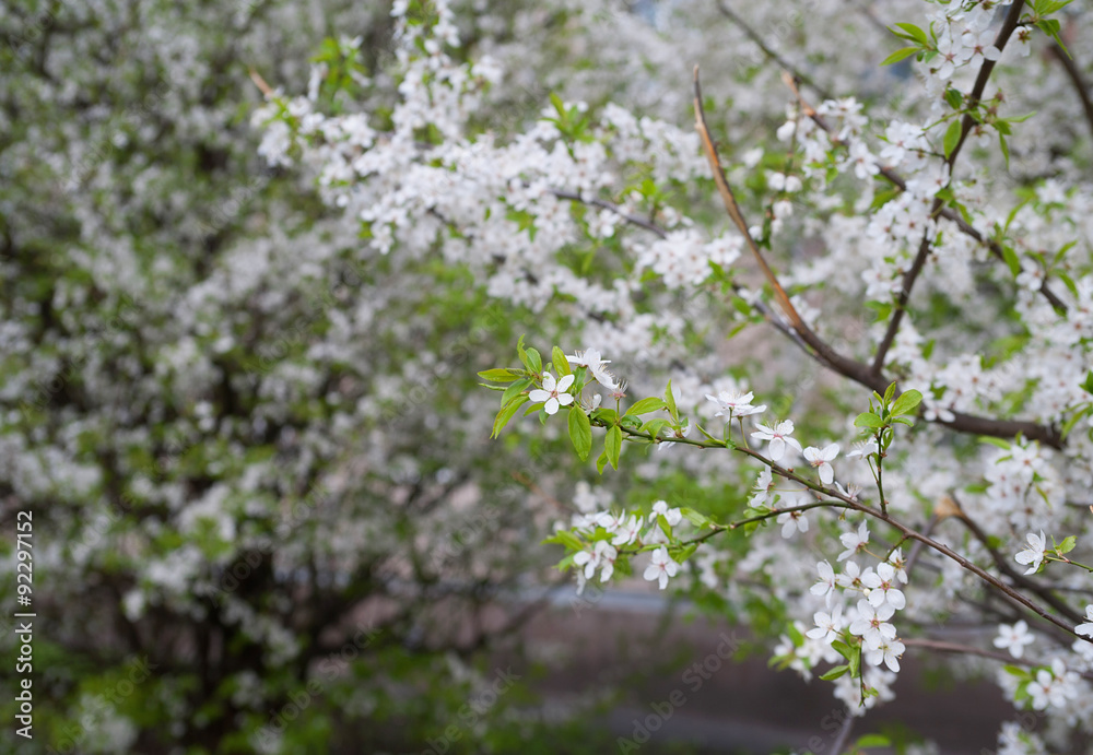 Branch of jasmine flowers on background trees