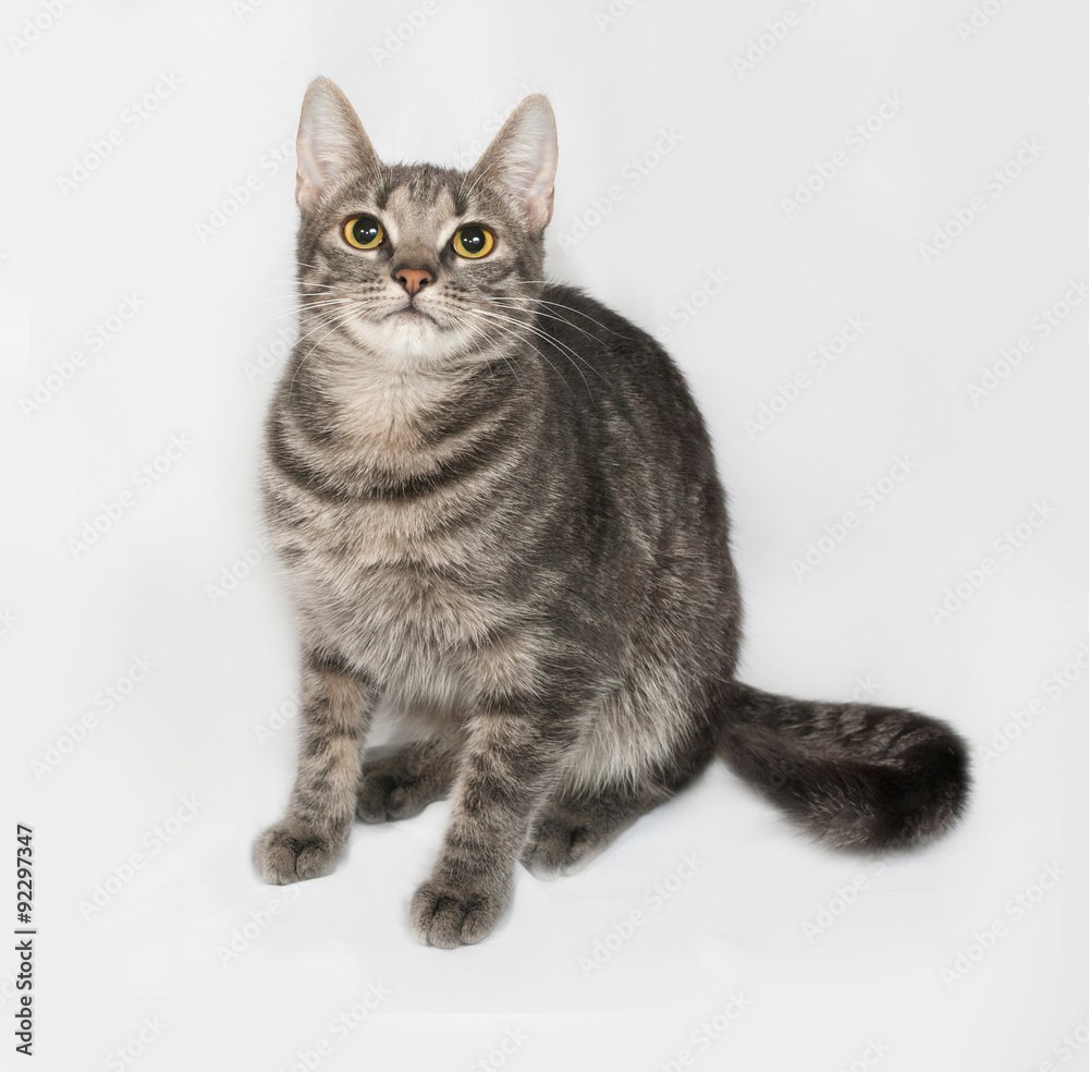 Fototapeta premium Szary kot w paski i biały siedzi na szaro #92297347 -  Koty - Fototapeta premium