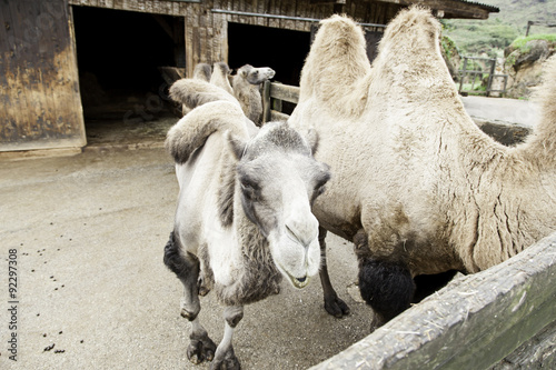 Camels in a natural park photo