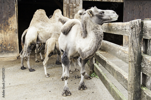 Camels in a natural park photo