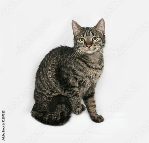 Striped cat sitting on gray