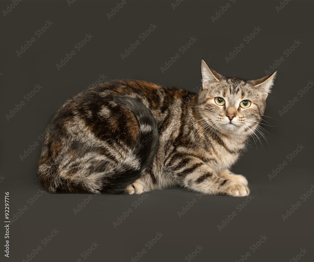 Obraz premium Striped gray cat sitting on dark gray