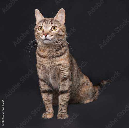 Tricolor striped cat sitting on dark gray