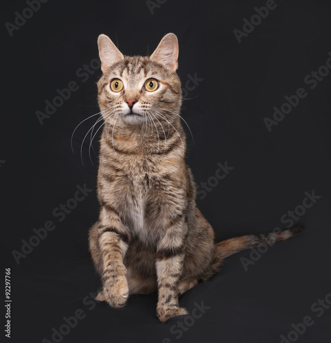 Tricolor striped cat sitting on dark gray