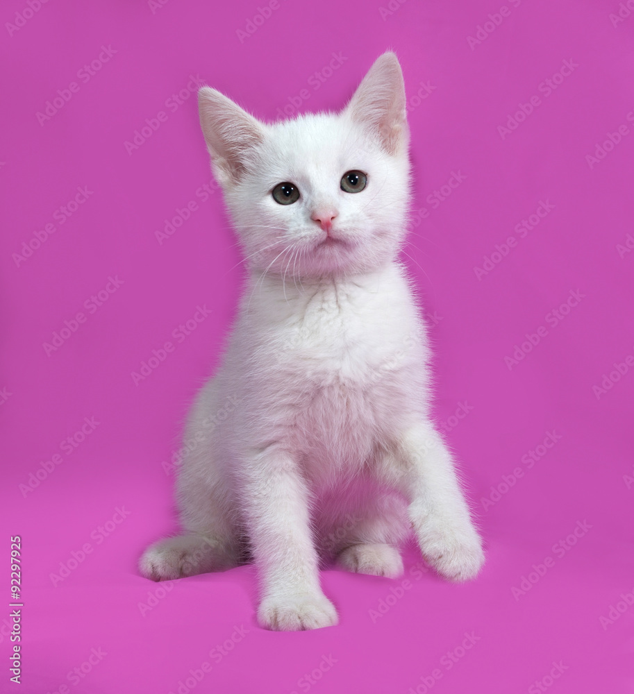 Fluffy white kitten sitting on pink