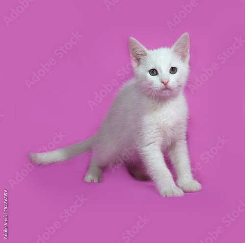 Fluffy white kitten sitting on pink