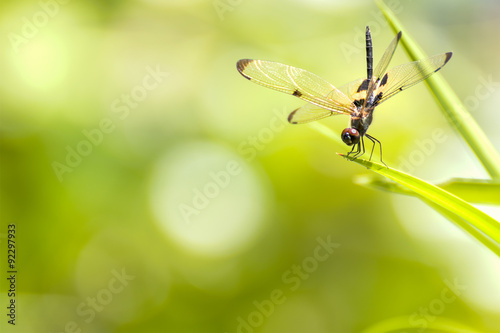 The dragonfly sitting on green leaf © Singha songsak