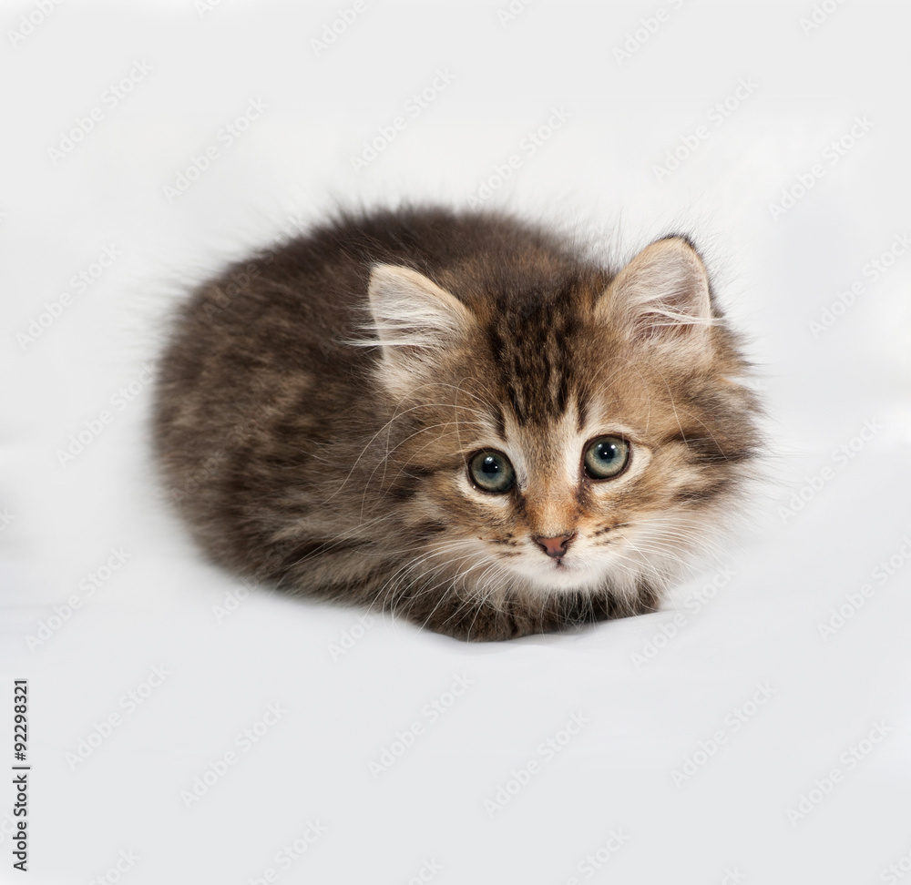 Fluffy Siberian striped kitten lies on gray