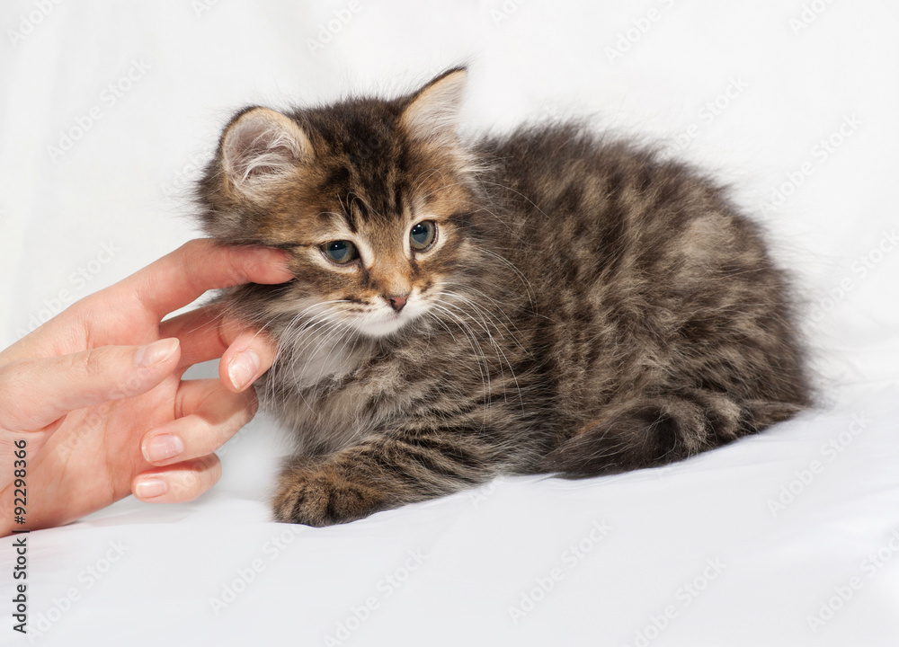 Fluffy Siberian striped kitten lies on gray Fluffy Siberian striped kitten lies on gray