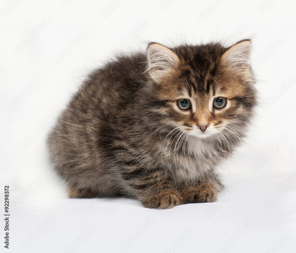 Fluffy Siberian striped kitten standing on gray