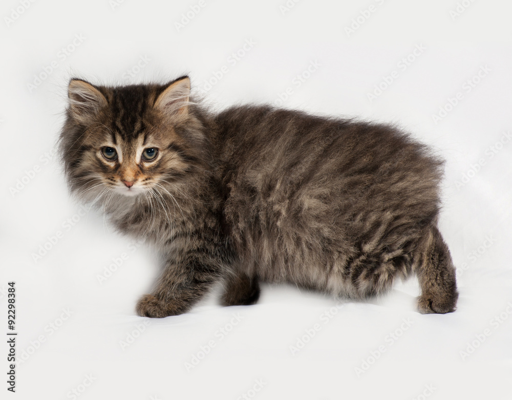 Fluffy Siberian striped kitten going on gray