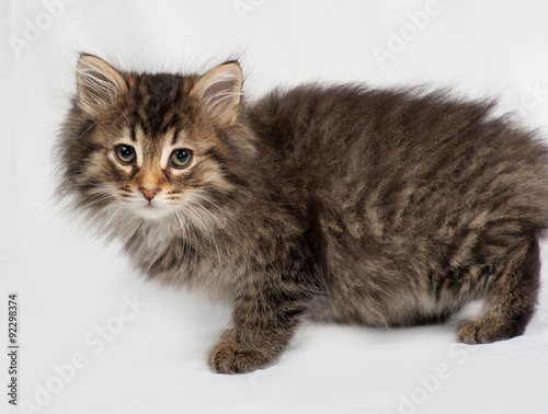 Fluffy Siberian striped kitten standing on gray
