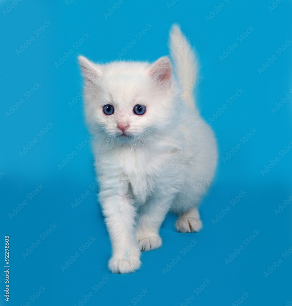 White fluffy kitten going on blue