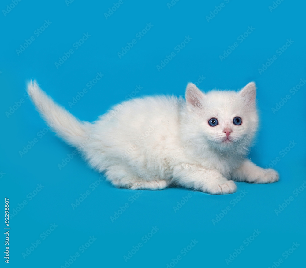 White fluffy kitten lies on blue