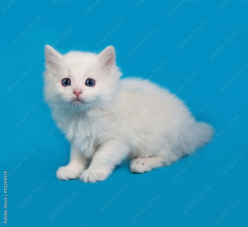 White fluffy kitten sitting on blue