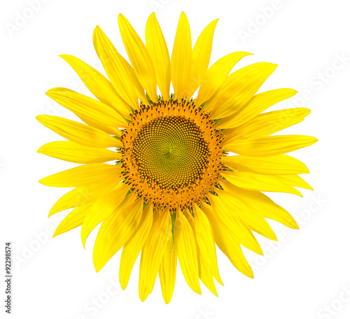 Fototapeta Naklejka Na Ścianę i Meble -  Yellow sunflower isolated on write background