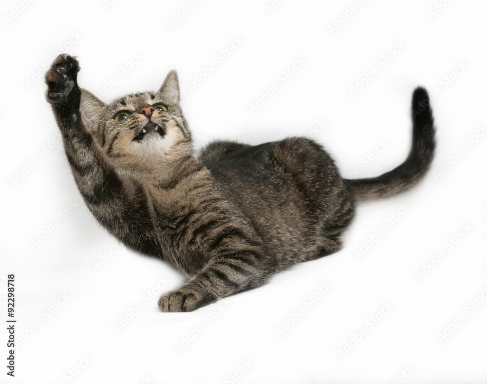 Gray striped cat playing on gray Gray striped cat playing on gray