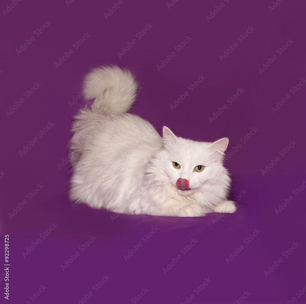 White cat lying on lilac