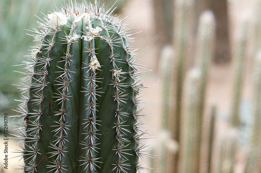Cactus - Jardin Majorelle - Marrakech Cactus - Jardin Majorelle - Marrakech