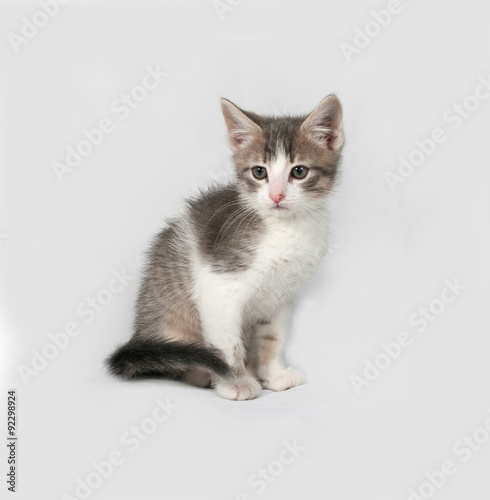 Small white and tabby kitten sitting on gray
