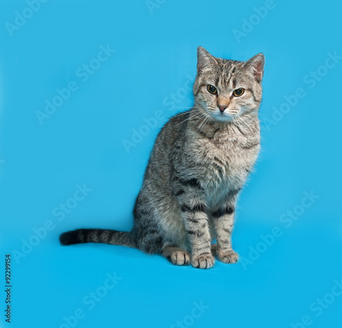 Gray striped cat sitting on blue