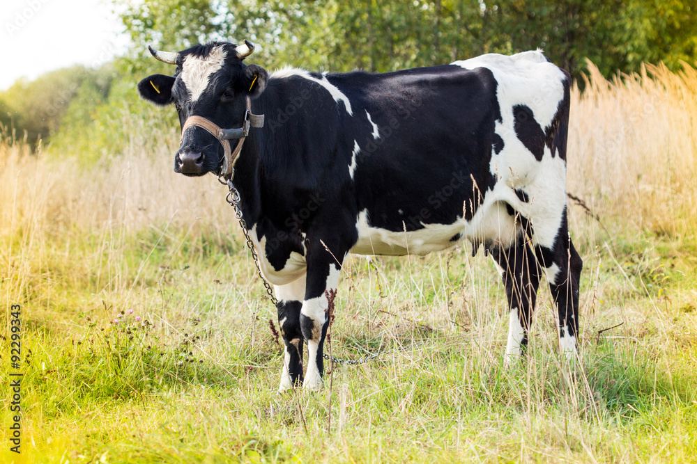 Black and white cow standing in a field Black and white cow standing in a field