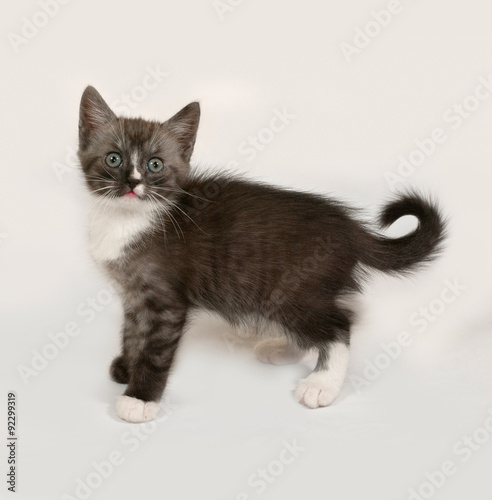 Siberian fluffy tabby kitten standing on gray