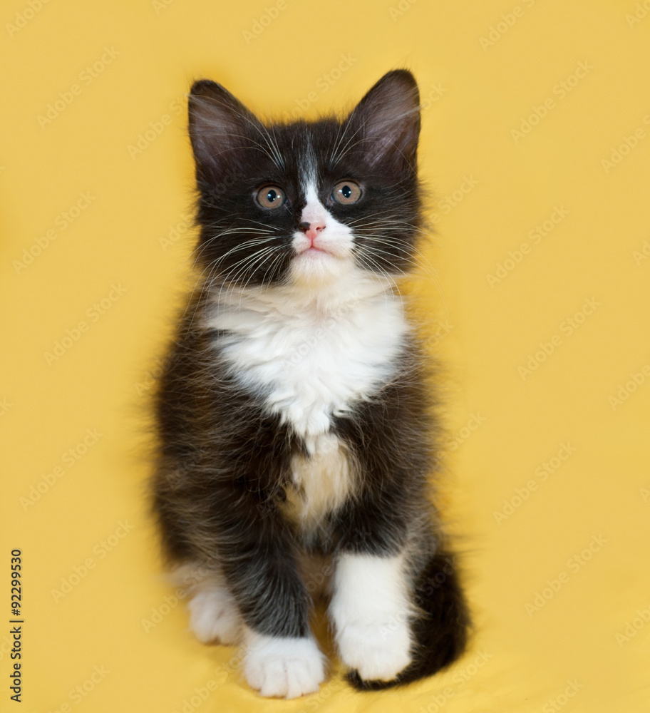 Small fluffy black and white kitten sitting on yellow Small fluffy black and white kitten sitting on yellow