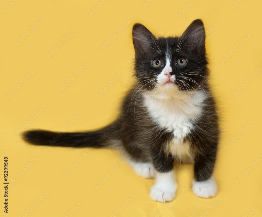 Small fluffy black and white kitten sitting on yellow