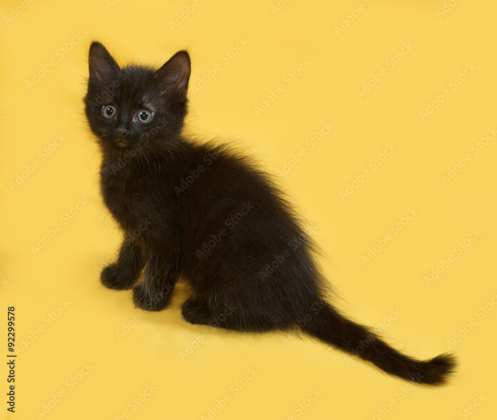 Small fluffy black kitten sitting on yellow