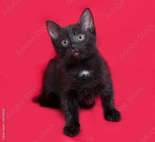 Small black kitten sitting on red