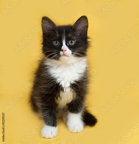Small fluffy black and white kitten sitting on yellow