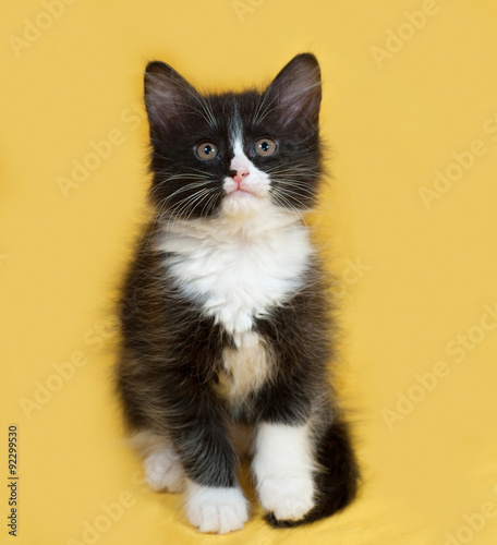 Small fluffy black and white kitten sitting on yellow