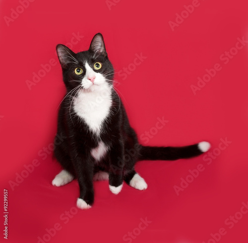 Black and white cat sitting on red