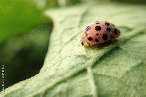 tiny ladybug