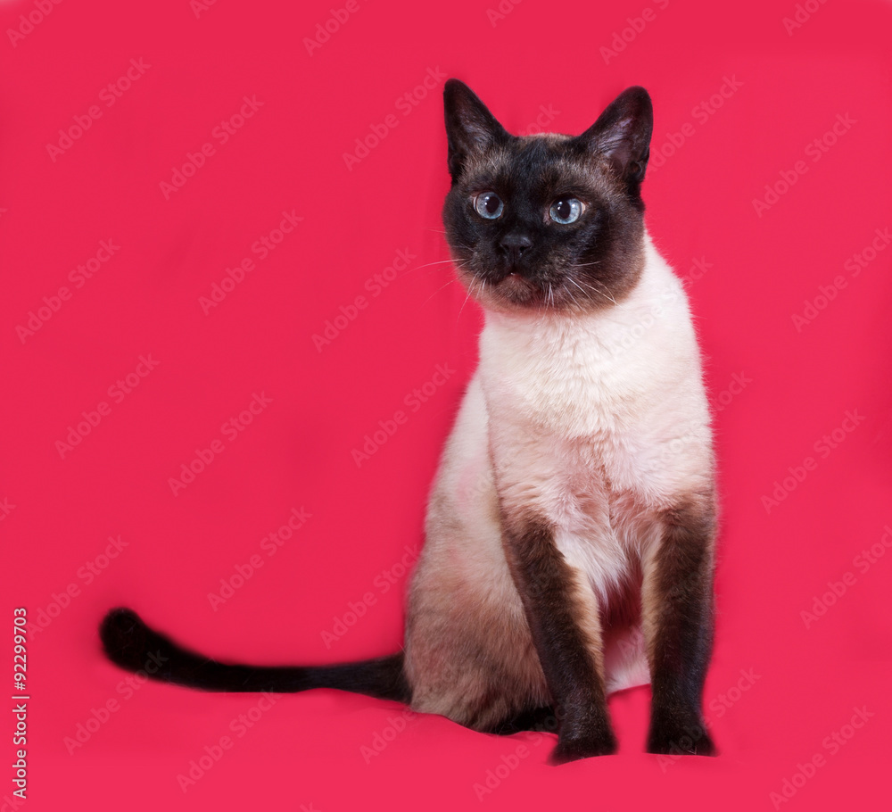 Thai cat sitting on red