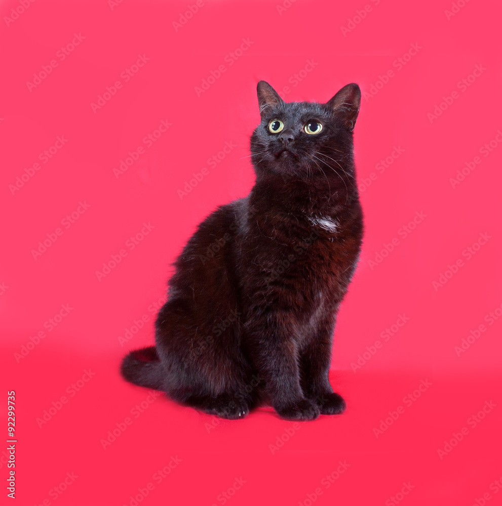 Fototapeta premium Black cat sitting on red