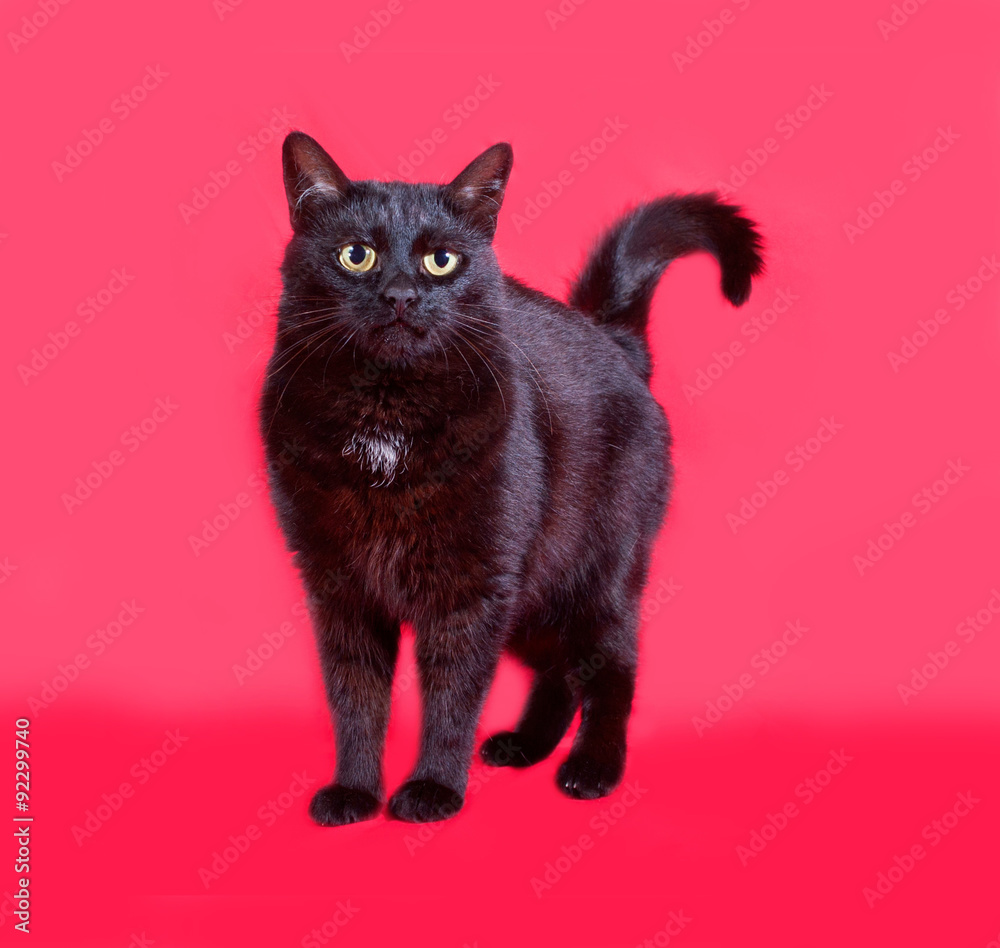 Black cat standing on red Black cat standing on red