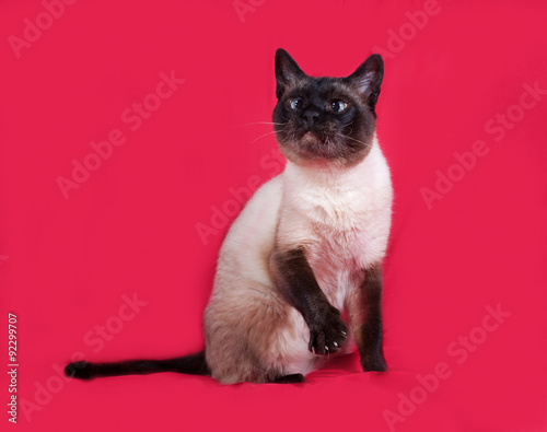 Thai cat sitting on red © Hanna Darzy
