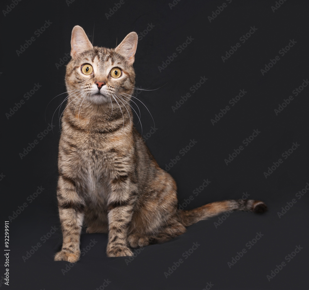 Tricolor striped cat sitting on dark gray